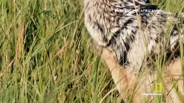 Doc. Animal - Predadores Africanos - Roubar ou Morrer