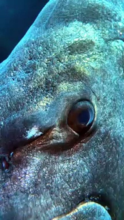 Fish Closup