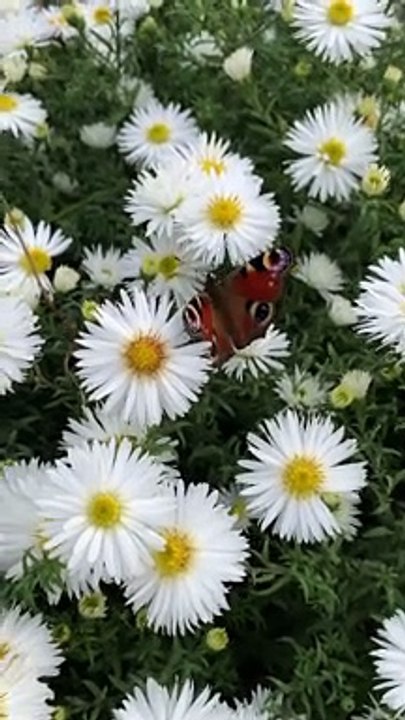 White flower