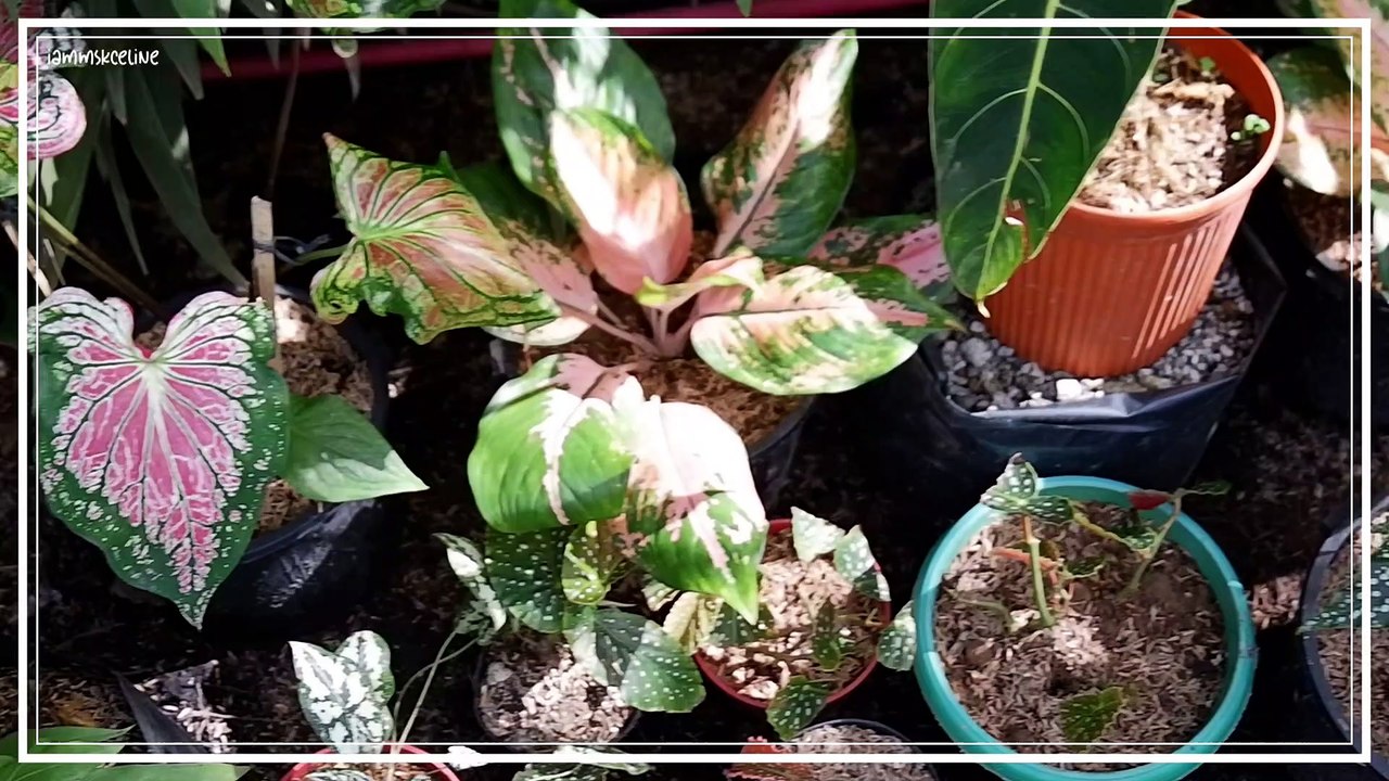 Plant Hunting 