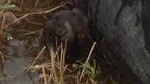 Un pueblo de Zamora recurre a las aves rapaces para acabar con la plaga de topillos