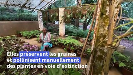 En Inde un "camp de réfugiés" pour la flore menacée