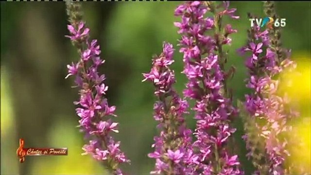 Rodica Manciu - Cand m-o facut mamuta (Cantec si poveste - TVR 3 - 07.11.2021)