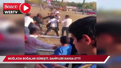 Muğla'da boğalar güreşti, sahipleri kavga etti