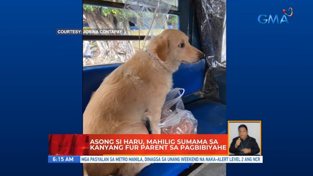 Asong si Haru, mahilig sumama sa kanyang fur parent sa pagbibiyahe | UB