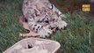 Dos traviesos cachorros de leopardo de las nieves han invadido de ternura un zoológico de EE.UU.