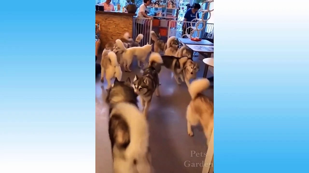 Funny And Cute Cat'S Life - Cats And Owners Are The Best Friends Videos