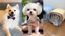사진보고 그대로 복붙하는 댕댕이/"어려도 할 말은 하개! 삑!"/댕댕이가 1+1