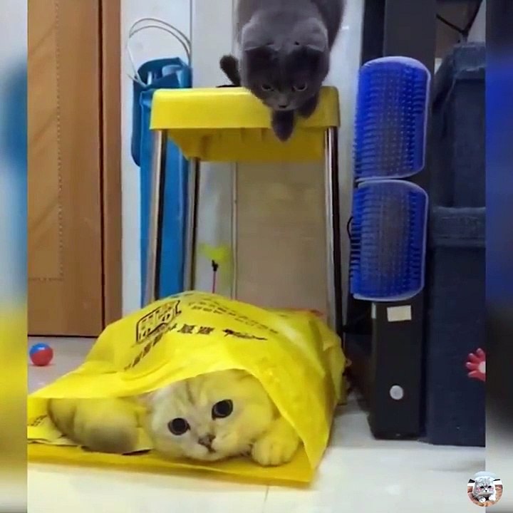 OMG So Cute Cats ♥ Best Funny Cat Videos 2021 ♥ cute and funny cat complement video #69