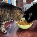 OMG So Cute Cats ♥ Best Funny Cat Videos 2021 ♥ cute and funny cat complement video #66
