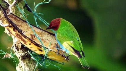 S مناظر طبيعية بصوت الطبيعه لاجمل الطيور بالألوان الزاهية