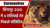 Coronavirus: Singapore के चिड़ियाघर में 4 एशियाई शेर निकले Covid-19 Positive | वनइंडिया हिंदी