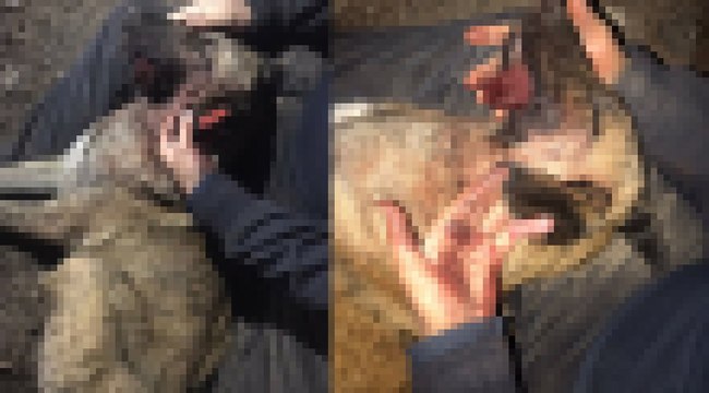 Konya’da yine köpek katliamı: Bu kez de tüfekle vurularak toprağa gömülmüş köpek ölüleri bulundu