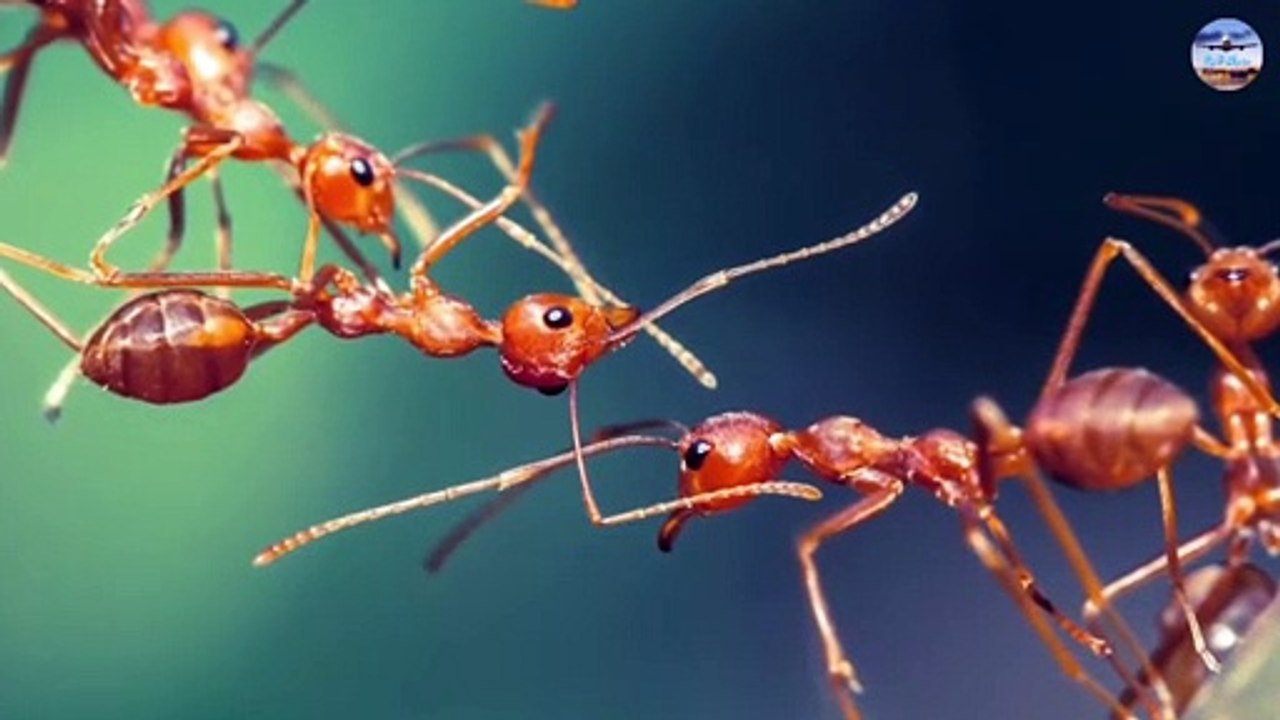 هل رأيت سابقآ النمل الطائر - هذا هو !! / Have you ever seen flying ants - that is!!