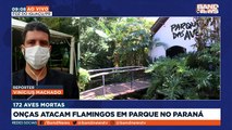 Ataque de duas onças pintadas mata 172 dos 176 flamingos que viviam no Parque das Aves, em Foz do Iguaçu.Saiba mais em youtube.com.br/bandjornalismo#BandNews20anos #onças #flamingos