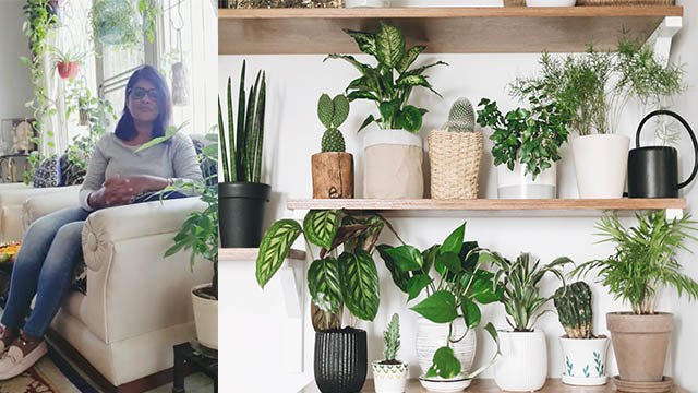 Indoor Plants Care & Tips । Indoor Plants Care & Maintenance For Beginners Full Video । Boldsky