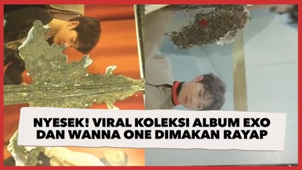 Viral Koleksi Album EXO dan Wanna One Dimakan Rayap, Warganet Ikut Nyesek