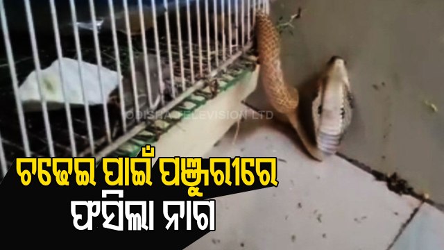 Snake Rescued From Bird's Cage In Bhubaneswar