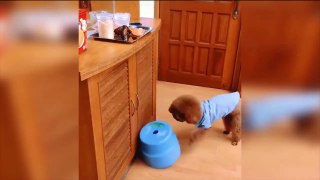 Baby Dogs Video !!!  Cute Pets And Funny Animals