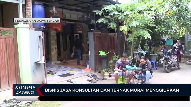Bisnis Jasa Konsultan dan Ternak Murai Menggiurkan