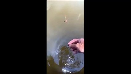 Скачать видео: Il pense nourrir des poissons mais va avoir une grosse surprise