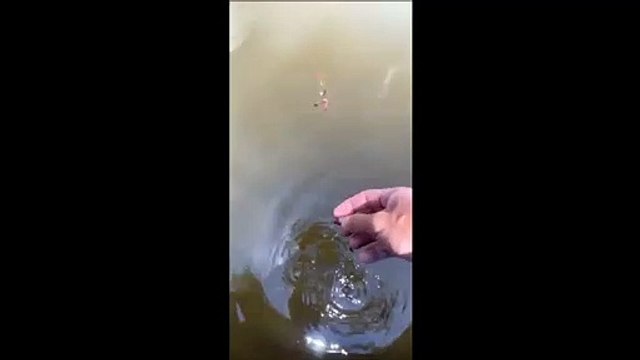 Il pense nourrir des poissons mais va avoir une grosse surprise