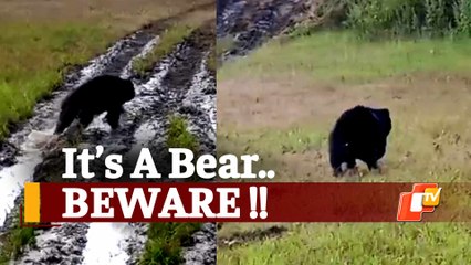 Wild Bear Triggers Panic In Odisha’s Nuapada
