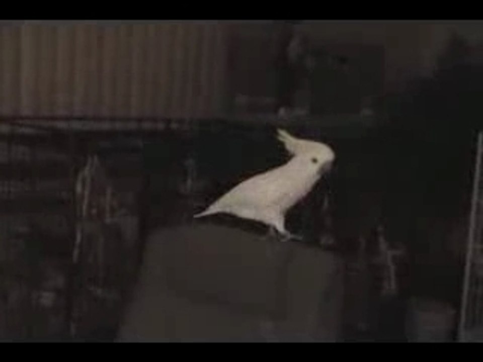Kakadu_dance