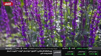 ...مكة مئات الآلاف من الحيوانات التي علقت ف...