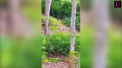 “เสือลายเมฆ”เดินนวยนาด กลางสวนยางริมเชิงเขาคลองพนม | ชนคลิปข่าว 08/11/64 เดลินิวส์