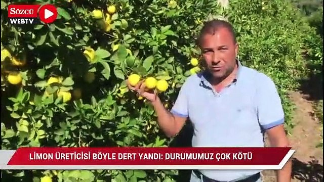 Ürünü elinde kalan limon üreticisi böyle dert yandı: Bu çiftçiye kim bakacak, durumumuz çok kötü