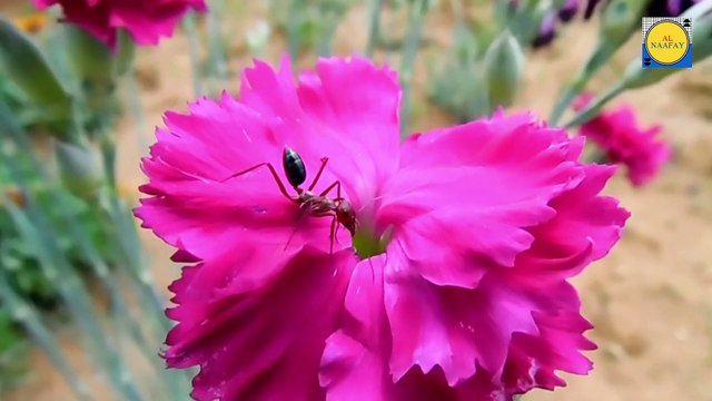Bee beautiful , nice Bee , Bee beauty, beauty Bee , Bee video, Bee and Bee , Bee and , Bee and monkey, Bee and donkey, Bee and duck, Bee and girls happy meeting , Bee sleeping, Bee angry, Bee and Bee , Bee and Bee car