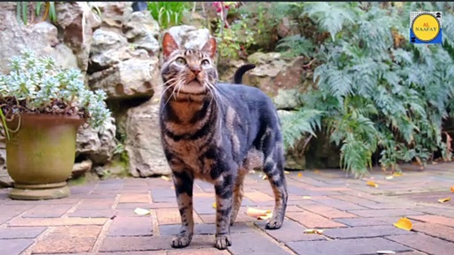 ⁣Cat dance cat vide o cat and dog cat happy cat Birthday cat looking beautiful cat name