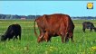 Cow video Beautiful Cow Different types of Cows and  Cows amazing