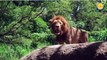 Lion King and Lion styles Lion video and Lion at Zoo Lion Beautiful