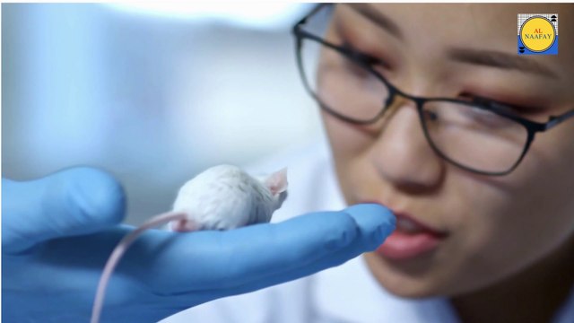 Mouse beautiful , nice Mouse , Mouse beauty, beauty Butterfly, Mouse video, Mouse and Mouse , Mouse and , Mouse and monkey, Mouse and donkey, Mouse and duck, Mouse and girls happy meeting , Mouse sleeping, Mouse angry, M