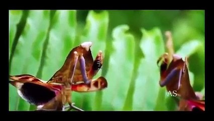 Doc. Animal - O Encontro Animal dos Predadores