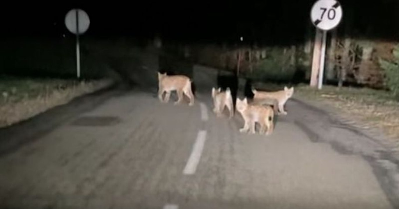 Doubs : en rentrant d'un repas en pleine nuit, elle tombe nez à nez avec une famille de lynx