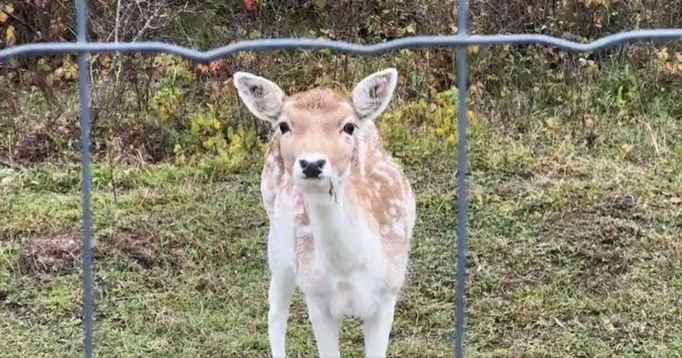 Marne : un enclos de chasse pour abattre des animaux provoque un tollé sur les réseaux sociaux