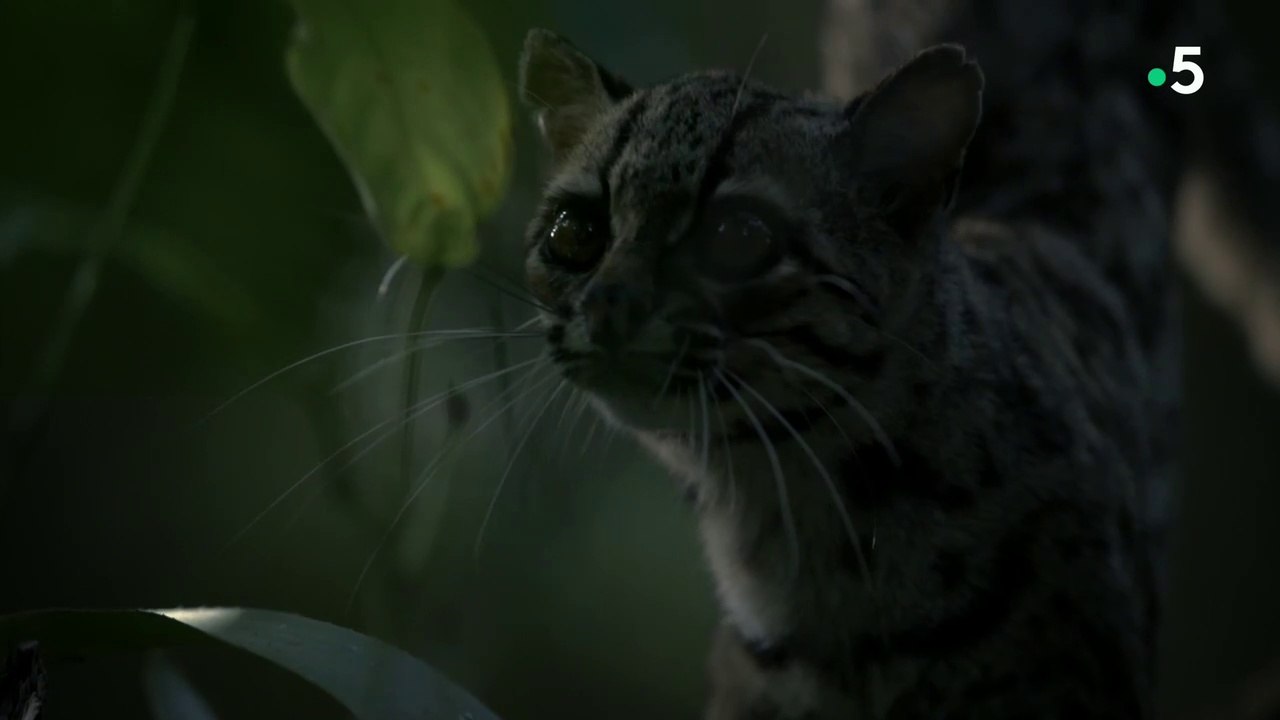 Un jour dans la nature -  La jungle