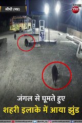 जंगल से घूमते हुए शहरी इलाके में आया भालुओं का झुंड