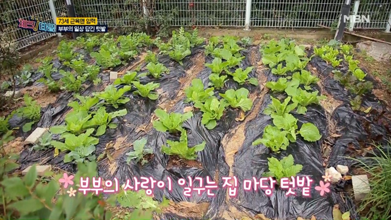 키우는 기쁨에 먹는 즐거움까지! 임혁 부부의 텃밭 대 공개