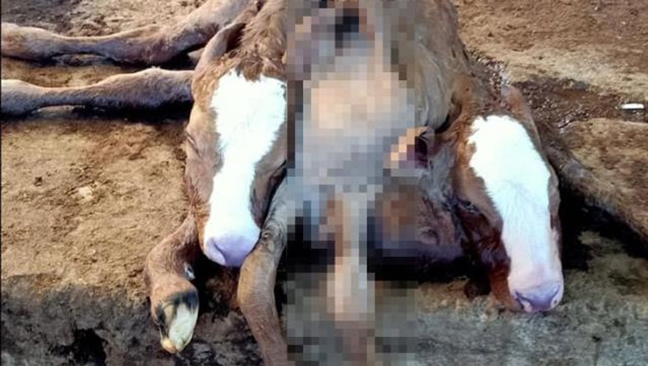 Ahıra giren çiftlik sahibi, yeni doğan çift başlı, 6 ayaklı ve 2 kuyruklu buzağıyı görünce hemen yetkilileri aradı