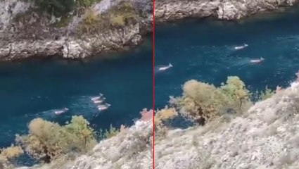 Çoruh Nehri'nde ren geyikleri görüldü iddiası