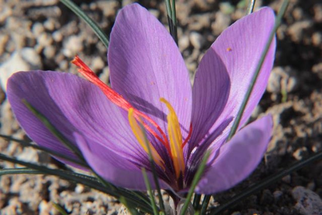 Beypazarı'nda deneme amaçlı ekilen safran hasat edildi