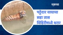 Tiger | पट्टेदार वाघाचा सहा तास विहिरीमध्ये थरार | Chandrapur | warora | vidarbha | Sakal Media