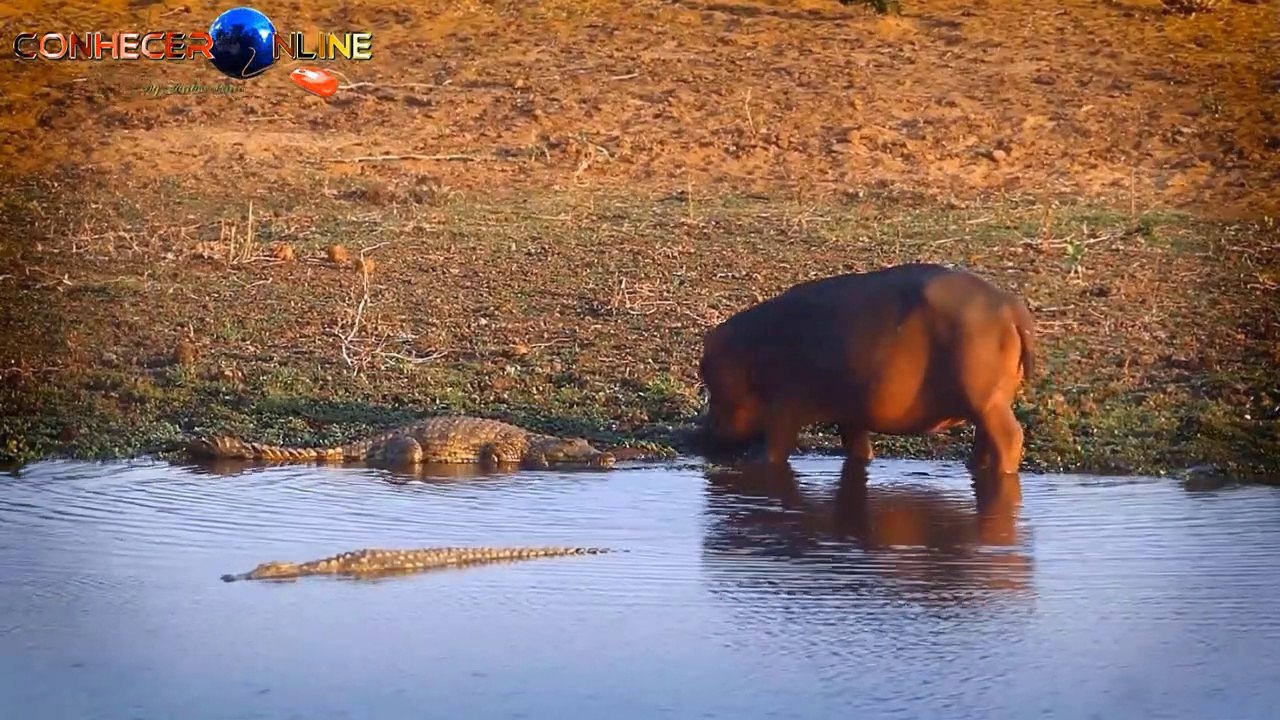African Hippopotamus, the River Horse