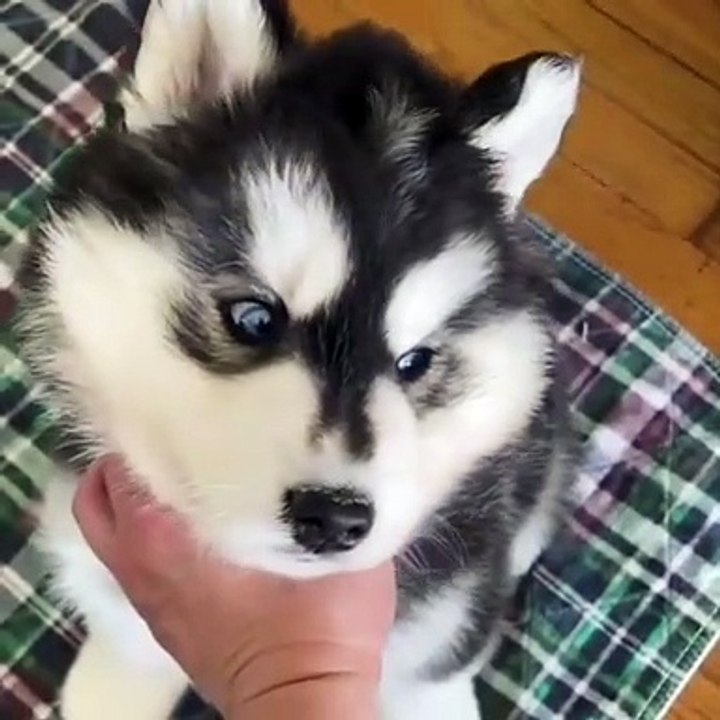 Cutest puppy p3 #short