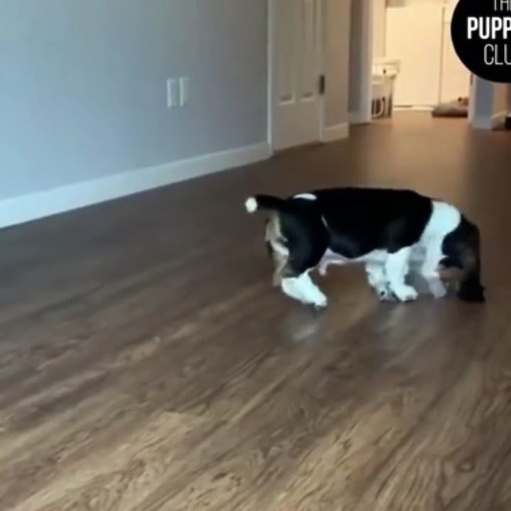 Cutest puppy p4 #short