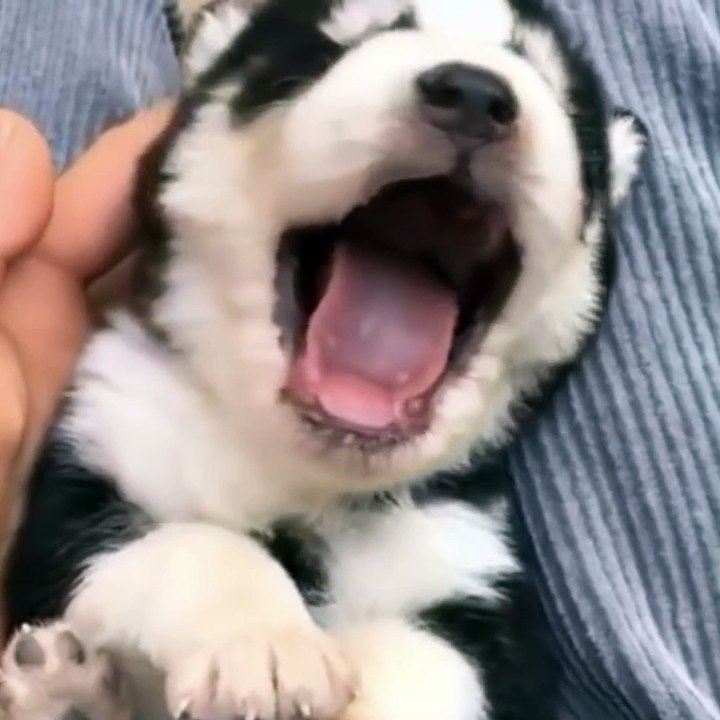Cutest puppy p11 #short